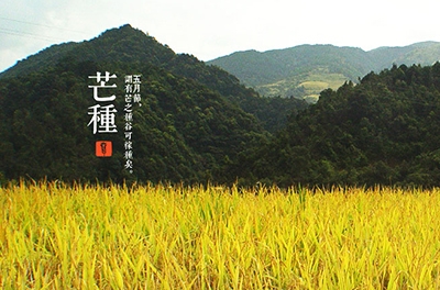 芒種，忙忙栽
