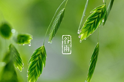 谷雨，播種希望